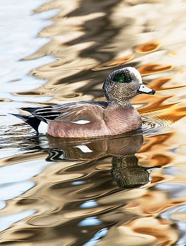 USA- New Mexico- Socorro. American wigeon in small pond Animaux reproduction